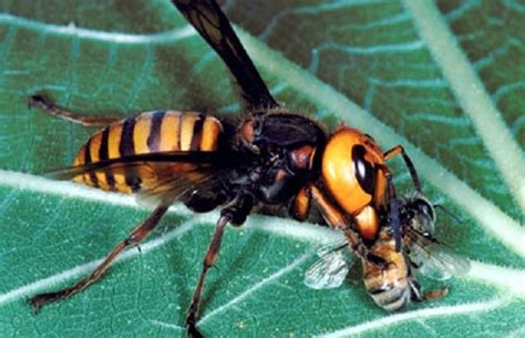 are there murder hornets in china